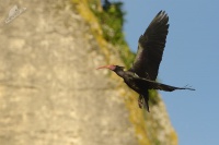 Ibis skalni - Geronticus eremita - Waldrapp - Bald Ibis 5917